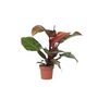 Voir la diapositive 1 : PLANT IN A BOX Plante verte - Philodendron 'Sun Light' - Hauteur 20-30cm - ⌀12cm