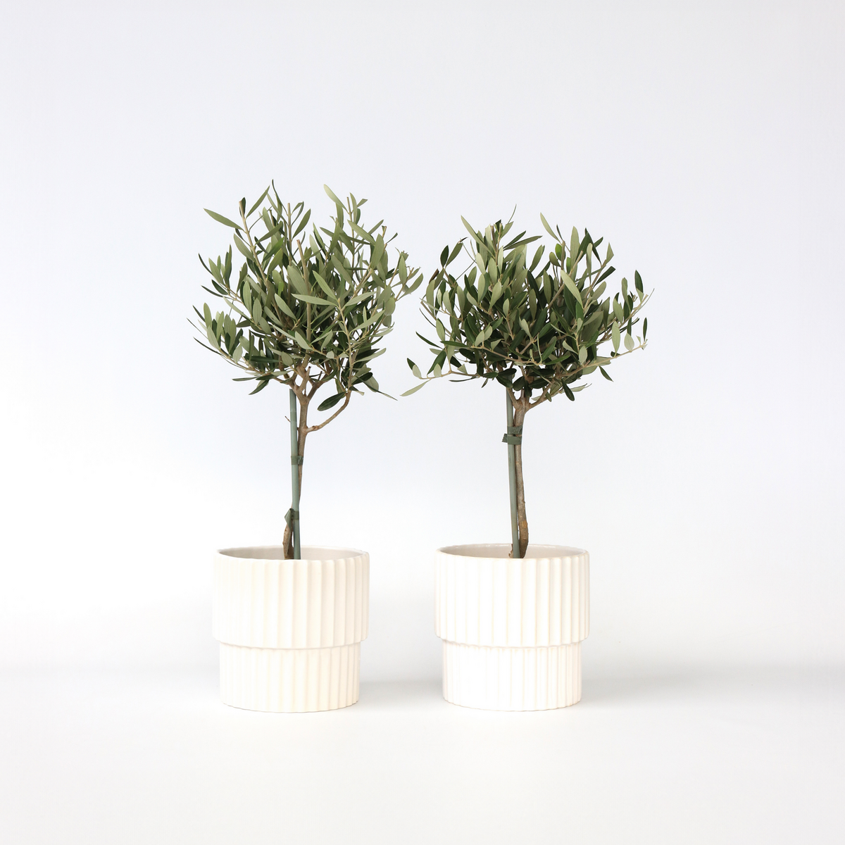 PLANT IN A BOX Olivier - Set de 2 - Olea europaea - Hauteur 50-60cm - ⌀14cm