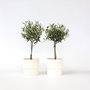 Voir la diapositive 6 : PLANT IN A BOX Olivier - Set de 2 - Olea europaea - Hauteur 50-60cm - ⌀14cm