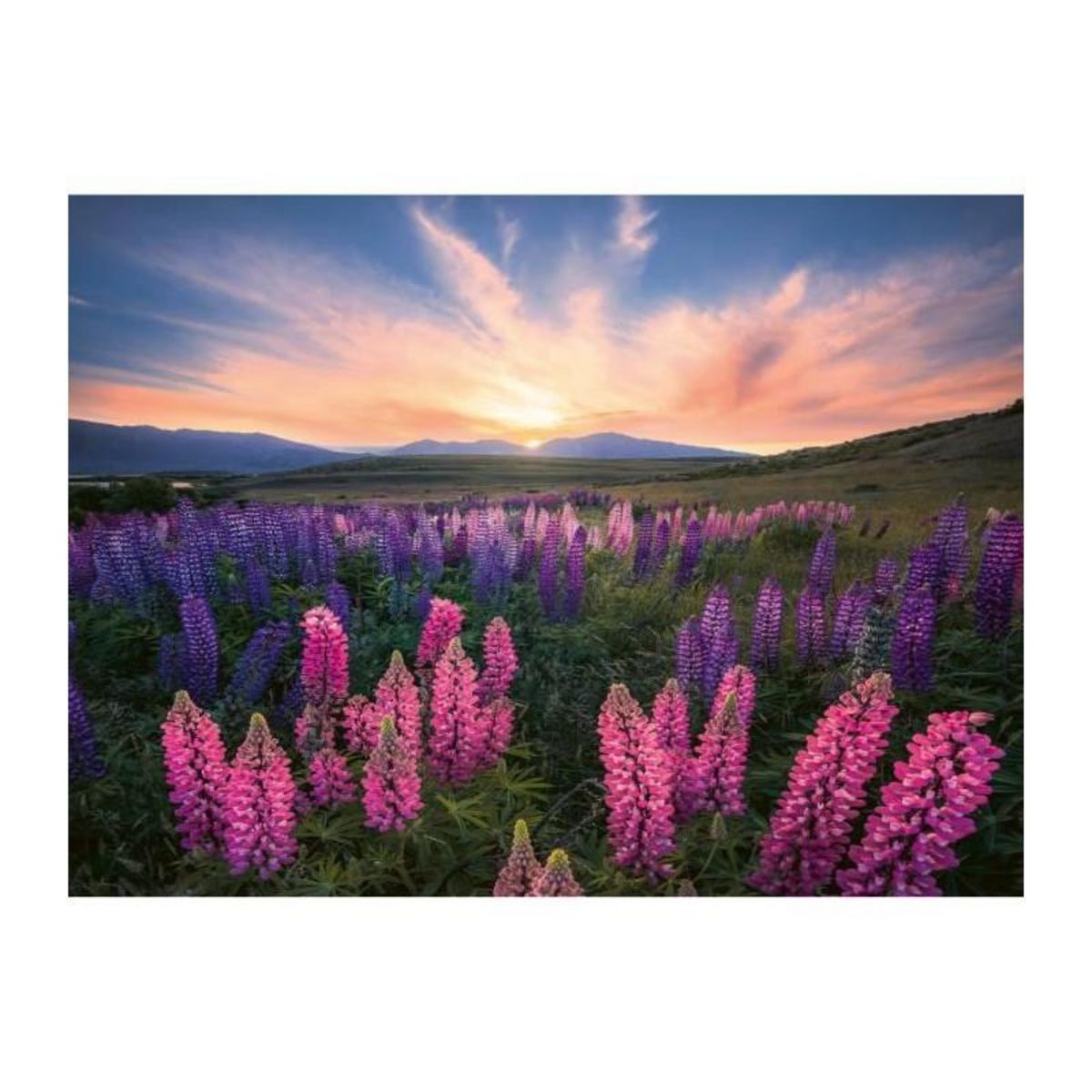 RAVENSBURGER Ravensburger-Puzzle 500 pieces-Les lupins (Nature edition)-Des 12 ans - Puzzle de qualité supérieure-12000688