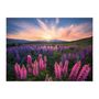 Voir la diapositive 1 : RAVENSBURGER Ravensburger-Puzzle 500 pieces-Les lupins (Nature edition)-Des 12 ans - Puzzle de qualité supérieure-12000688