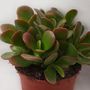 Voir la diapositive 2 : PLANT IN A BOX Arbre de jade - Crassula ovata 'Sunset' - Hauteur 15-20cm - ⌀12cm
