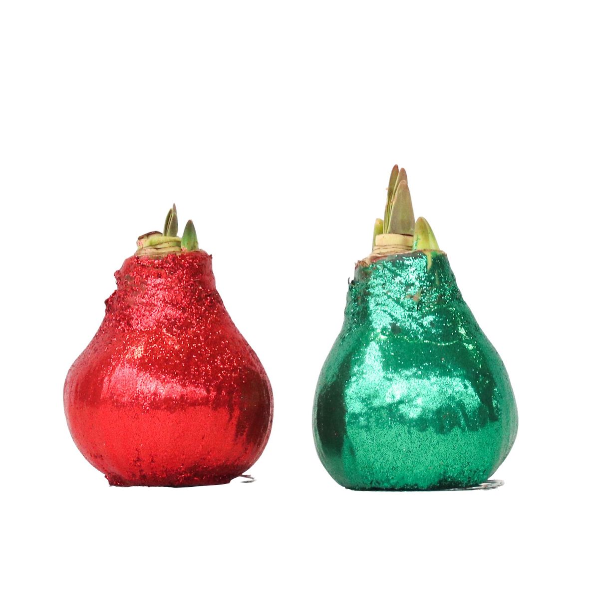 PLANT IN A BOX Amaryllis - Hippeastrum 'Duo Scintillant' - Rouge et Vert