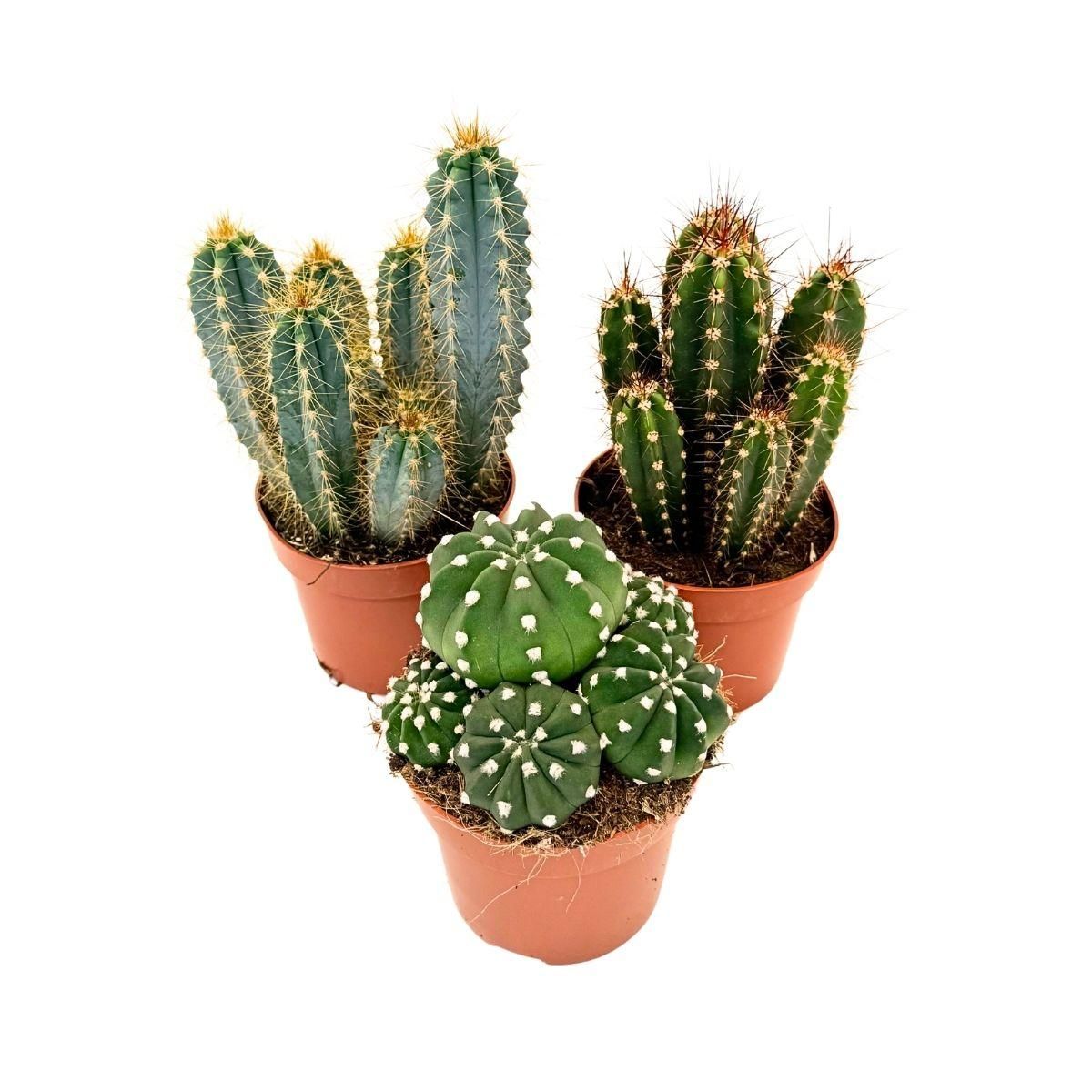 PLANT IN A BOX Mélange de cactus - Lot de 3 - Cactus - Hauteur 15-20cm - ⌀10,5cm
