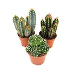 PLANT IN A BOX Mélange de cactus - Lot de 3 - Cactus - Hauteur 15-20cm - ⌀10,5cm