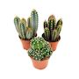 Voir la diapositive 1 : PLANT IN A BOX Mélange de cactus - Lot de 3 - Cactus - Hauteur 15-20cm - ⌀10,5cm