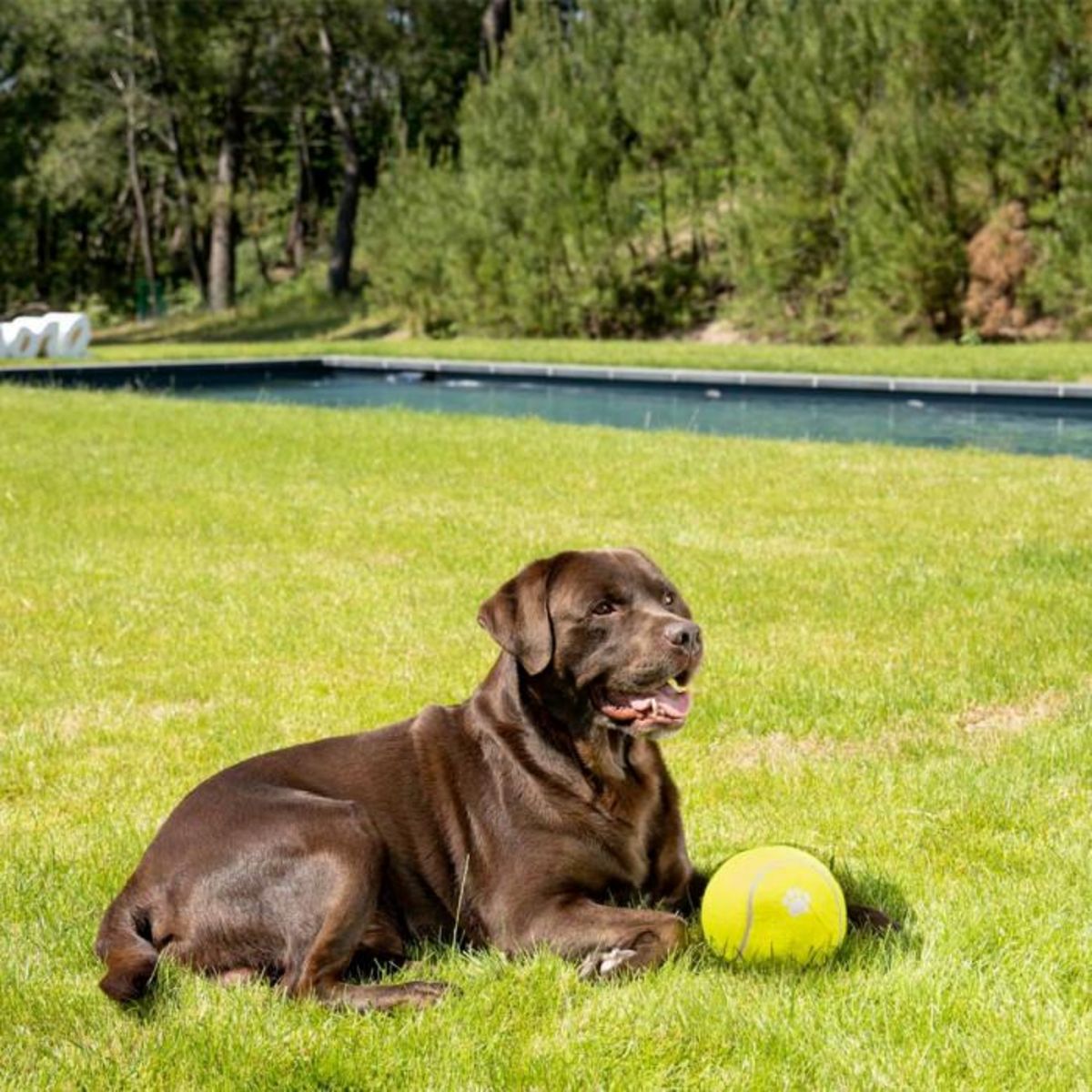 Paris Prix Jouet pour Chien  Balle de Tennis  15cm Jaune