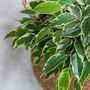 Voir la diapositive 4 : PLANT IN A BOX Ficus pleureur - Ficus Benjamina 'Twilight' - Hauteur 100-110cm - ⌀21cm