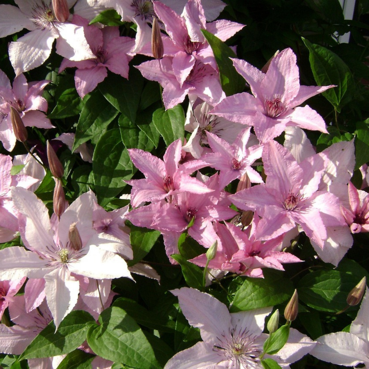 PLANT IN A BOX Clématite - Clematis 'Hagley Hybrid' - Hauteur 100-120cm - ⌀17cm
