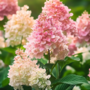 Voir la diapositive 3 : PLANT IN A BOX Hortensia - Set de 3 - Hydrangea paniculata 'Pink Lady' - Hauteur 25-40cm - ⌀9cm
