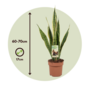 Voir la diapositive 2 : PLANT IN A BOX Langue de belle-mère - Sansevieria trifasciata Laurentii - H60-70cm - ⌀17cm