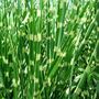 Voir la diapositive 4 : PLANT IN A BOX Roseau de Chine - Set de 2 - Miscanthus sinensis 'Zebrinus' - H20-30cm - ⌀23cm