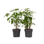 Voir la diapositive 1 : PLANT IN A BOX Hortensia - Set de 2 - Hydrangea 'Strong Annabelle' - Hauteur 30-40cm - ⌀19cm