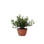 PLANT IN A BOX Olivier - Olea europaea - Hauteur 30-40cm - ⌀21cm