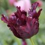 Voir la diapositive 3 : PLANT IN A BOX Tulipe - Set de 21 - Tulipa 'Black Parrot' - Bulbes à fleurs - Violet