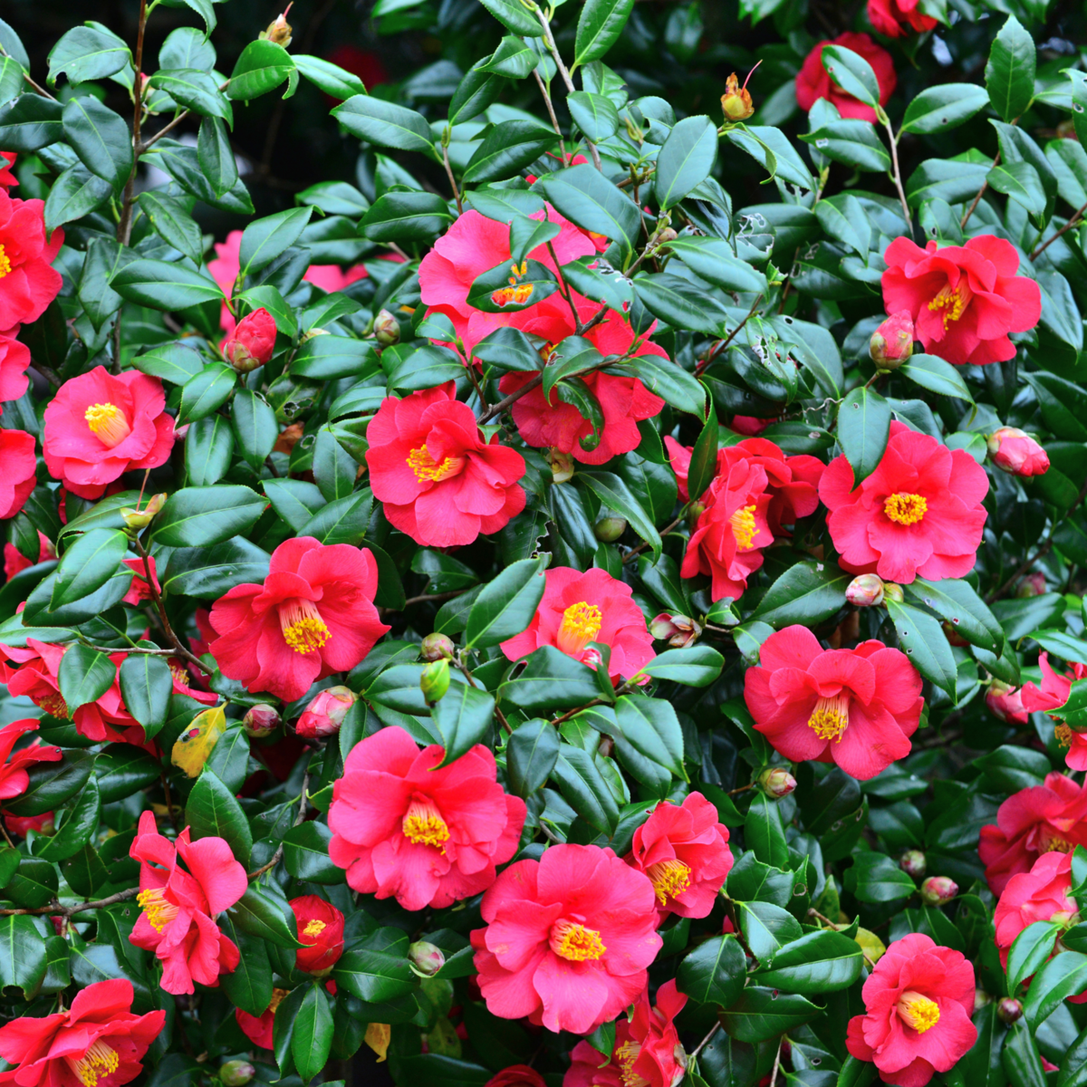 PLANT IN A BOX Camélia - Set de 3 - Camellia japonica 'Bonomiana' - Hauteur 25-40cm - ⌀9cm