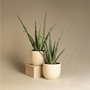 Voir la diapositive 4 : PLANT IN A BOX Aloe vera - Set de 6 - Aloe barbadensis - Hauteur 25-40cm - ⌀10,5cm