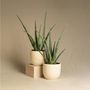 Voir la diapositive 4 : PLANT IN A BOX Aloe vera - Set de 6 - Aloe barbadensis - Hauteur 25-40cm - ⌀10,5cm