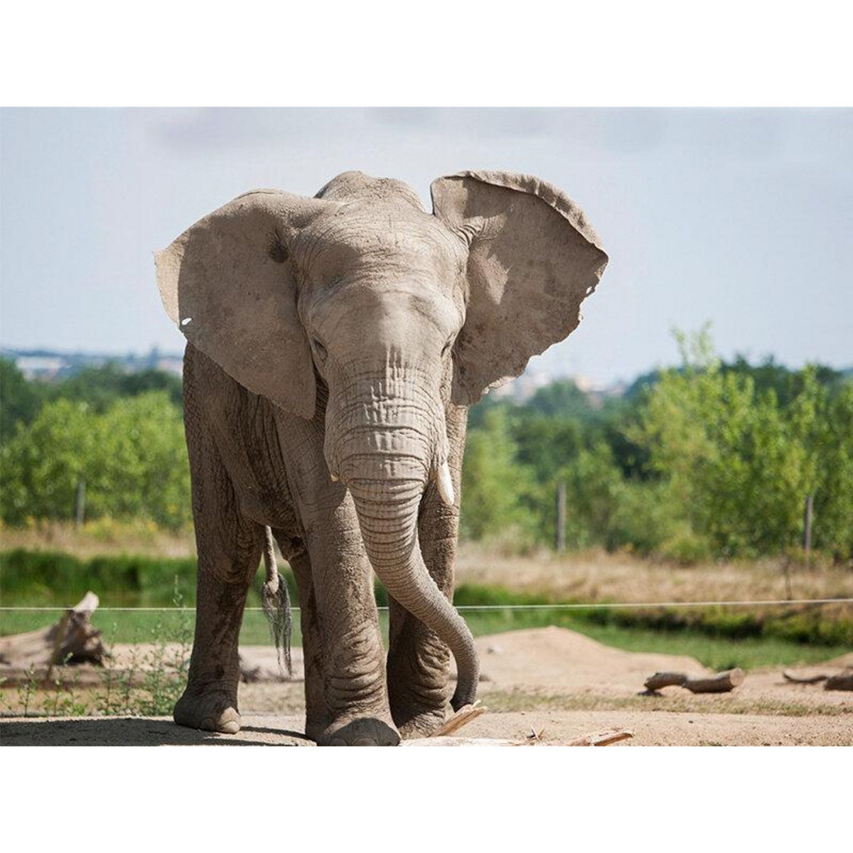 Smartbox Journée zoo en duo : 2 entrées adultes pour le Safari de Peaugres - Coffret Cadeau Sport & Aventure