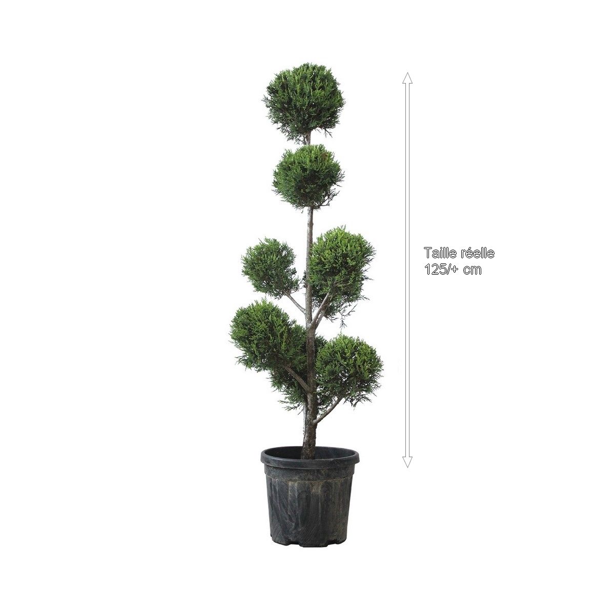 Cyprès de Leyland doré / Pompon