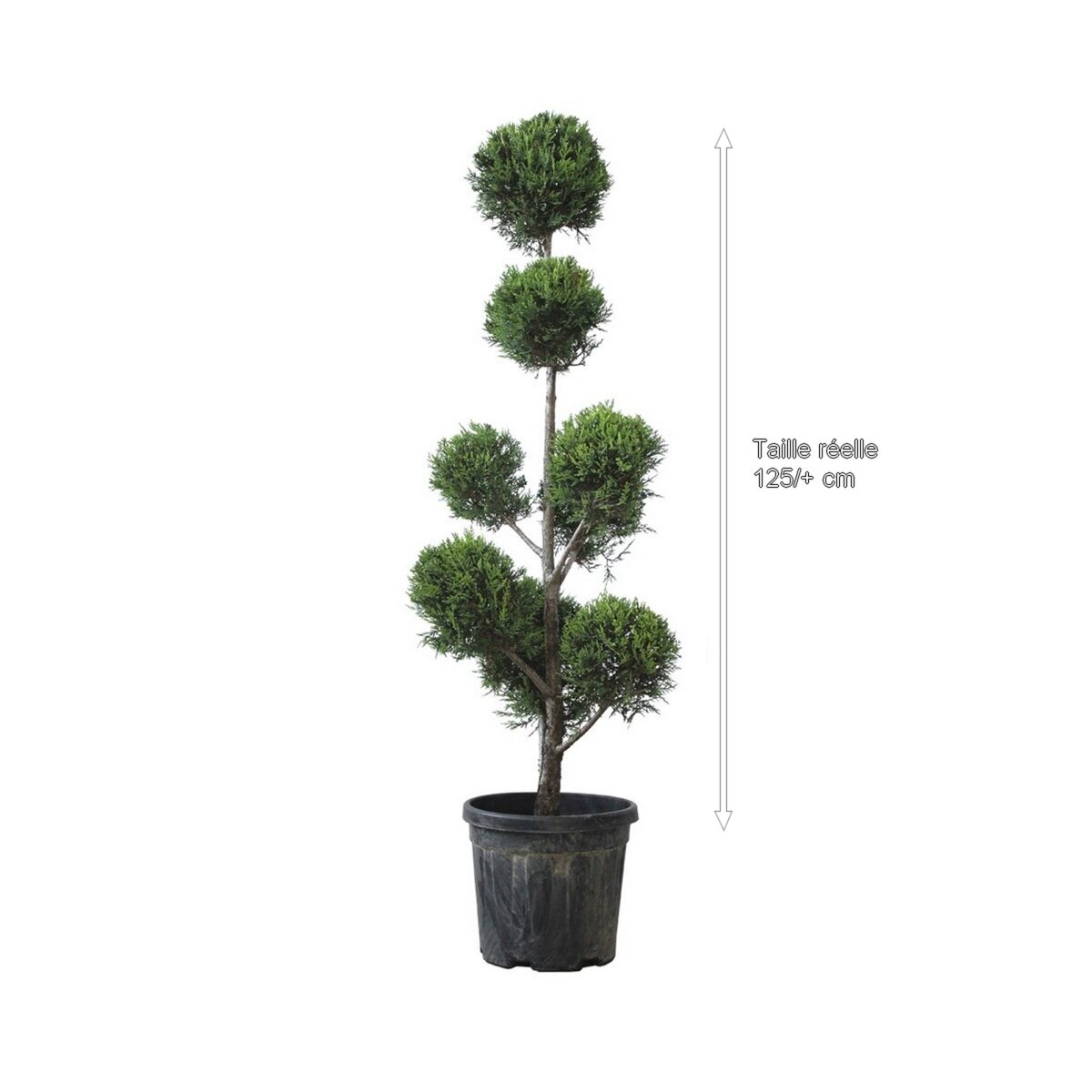 Cyprès de Leyland doré / Pompon