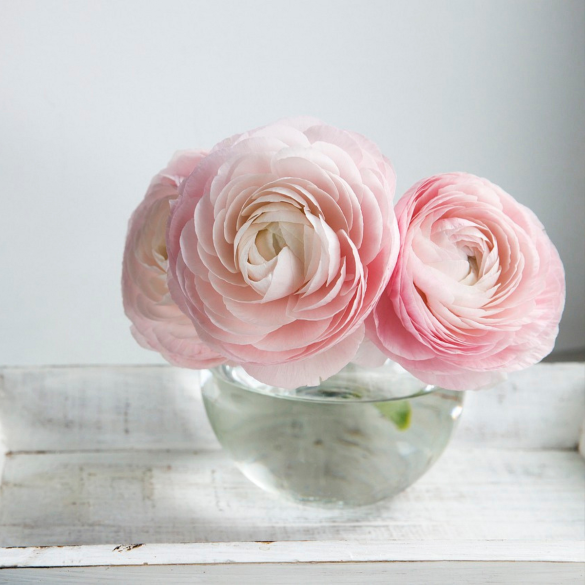 PLANT IN A BOX Renoncule - Set de 40 - Ranunculus - Bulbes à fleurs