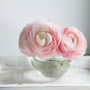 Voir la diapositive 5 : PLANT IN A BOX Renoncule - Set de 40 - Ranunculus - Bulbes à fleurs