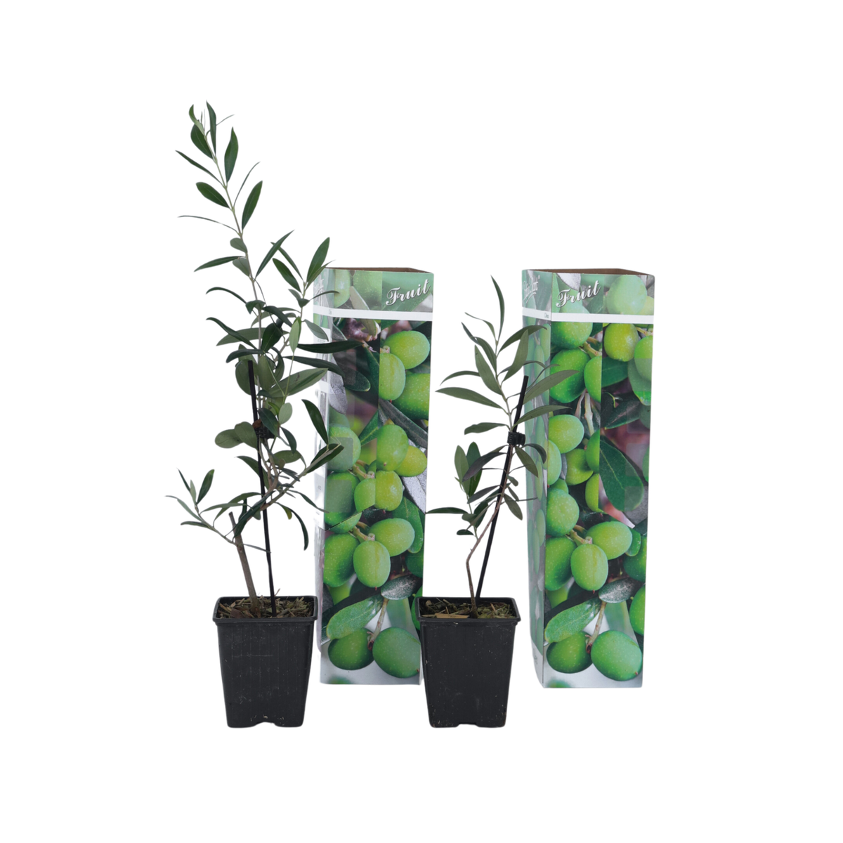 PLANT IN A BOX Olivier - Set de 2 - Olea europaea - Hauteur 25-40cm - ⌀9cm