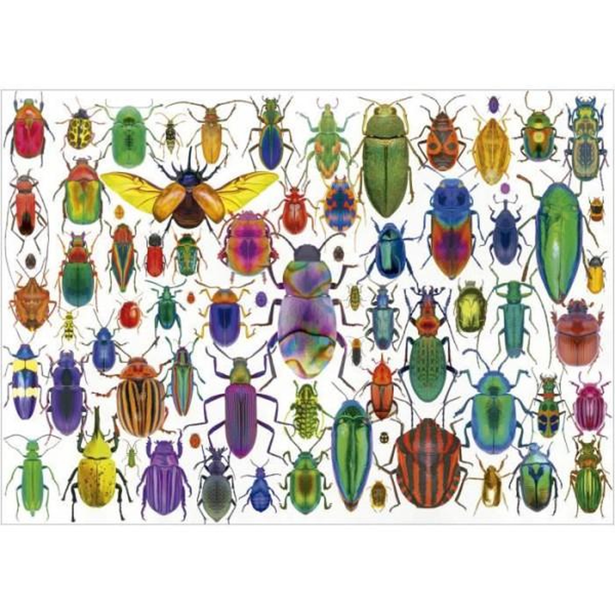 Voir la diapositive 2 : EDUCA Puzzle - educa - scarabées - 500 pieces