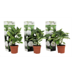 PLANT IN A BOX Hortensia - Set de 3 - Hydrangea macrophylla 'Wudu' - Hauteur 25-40cm - ⌀9cm