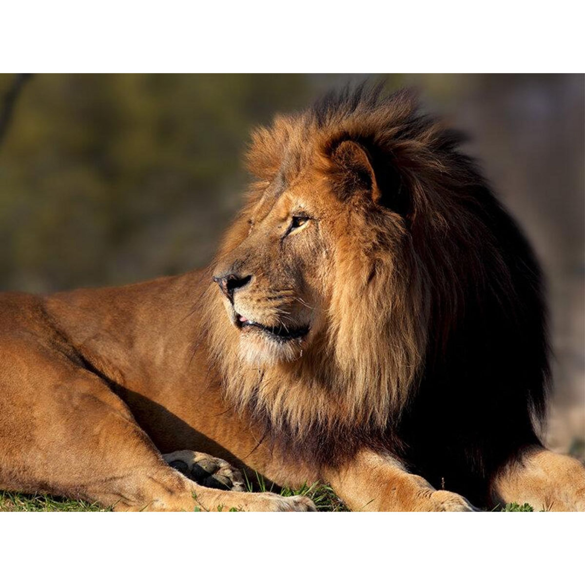 Smartbox Activité en famille : entrée pour 2 adultes et 1 enfant au Parc Zoologique de Paris - Coffret Cadeau Sport & Aventure