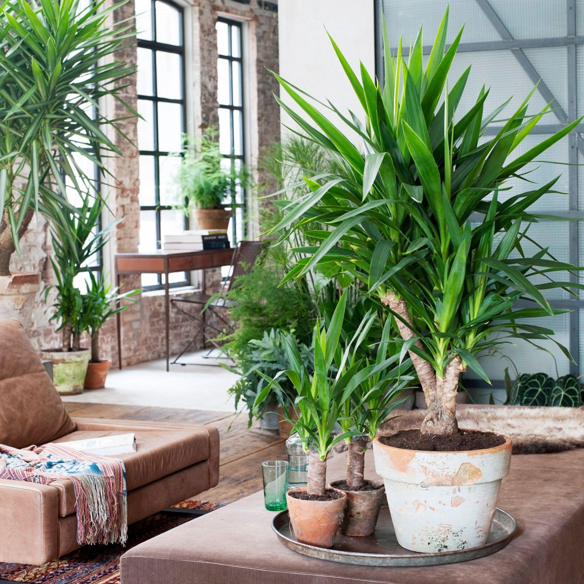 PLANT IN A BOX Pied d'éléphant - Set de 6 - Yucca elephantipes - Hauteur 50-60cm - ⌀14cm