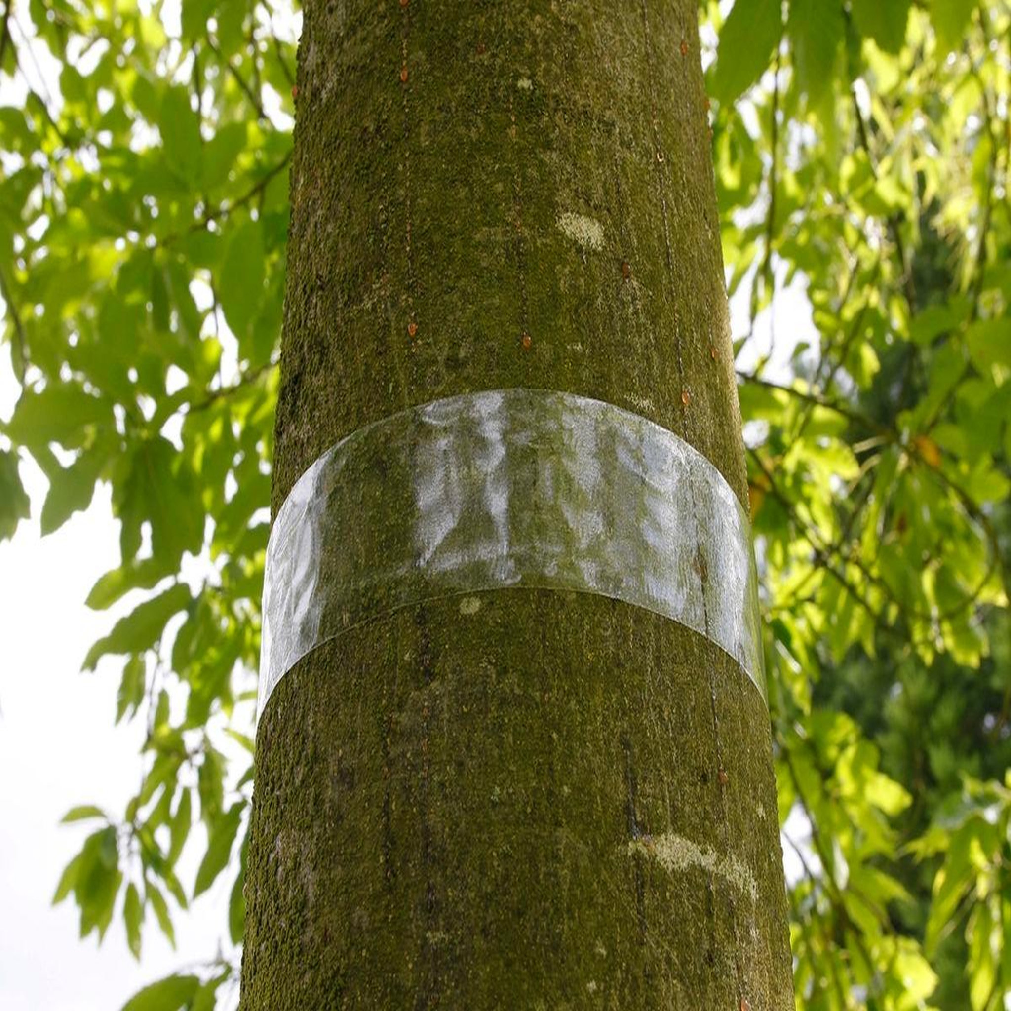 Nortene Bande transparente engluée  Glued Trap  - anti pucerons