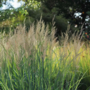 Voir la diapositive 3 : PLANT IN A BOX Panic érigé - Set de 2 - Panicum virgatum 'Northwind' - Hauteur 40-60cm - ⌀23cm