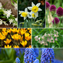 Voir la diapositive 4 : PLANT IN A BOX Bulbes à fleurs pour insectes - Mélange de 50 - Attire abeilles & papillons