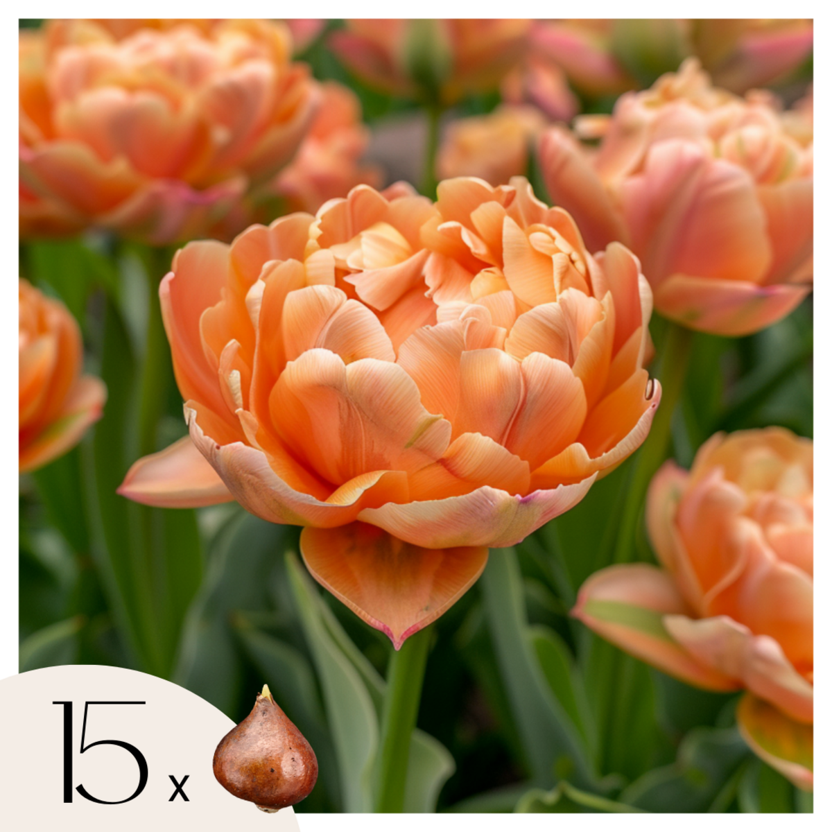 PLANT IN A BOX Tulipe - Set de 15 - Tulipa 'Copper Image' - Bulbes à fleurs