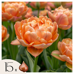 PLANT IN A BOX Tulipe - Set de 15 - Tulipa 'Copper Image' - Bulbes à fleurs