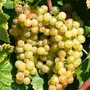 Vitis vinifera 'Chasselas Doré de Fontainebleau'