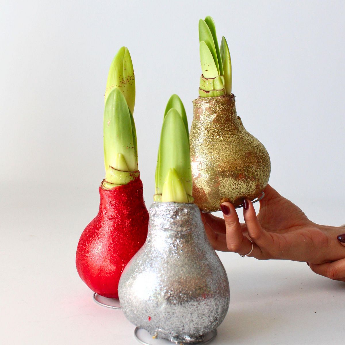 PLANT IN A BOX Amaryllis - Set de 3 - Hippeastrum 'Glitter Mix' - Bulbe de fleur - Rouge