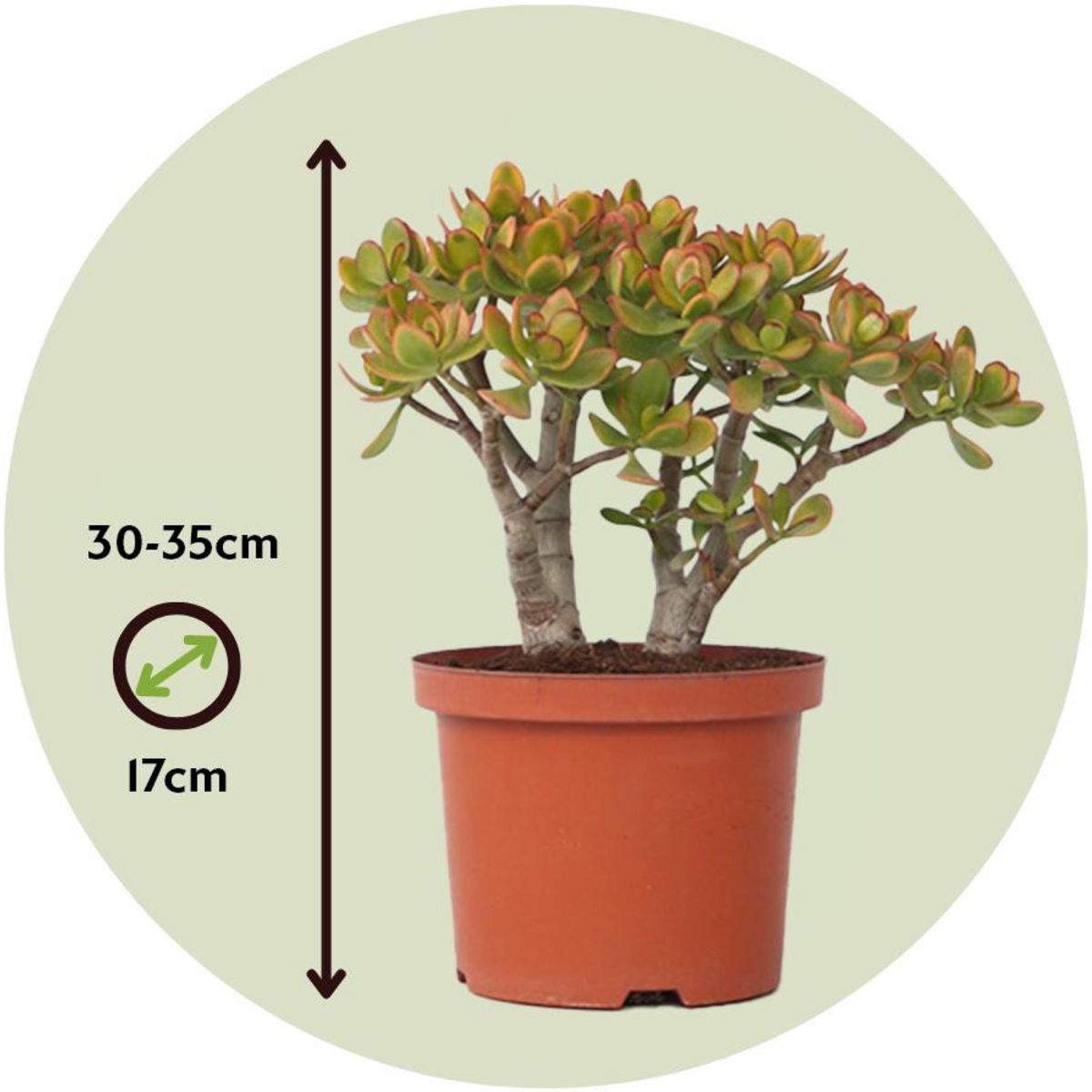 PLANT IN A BOX Arbre de jade - Crassula ovata 'Sunset' - Hauteur 30-35cm - ⌀17cm