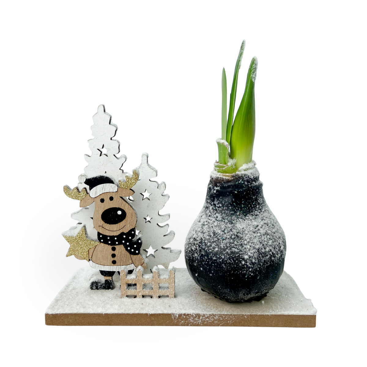 PLANT IN A BOX Amaryllis - Hippeastrum 'Pays des Merveilles Renne'