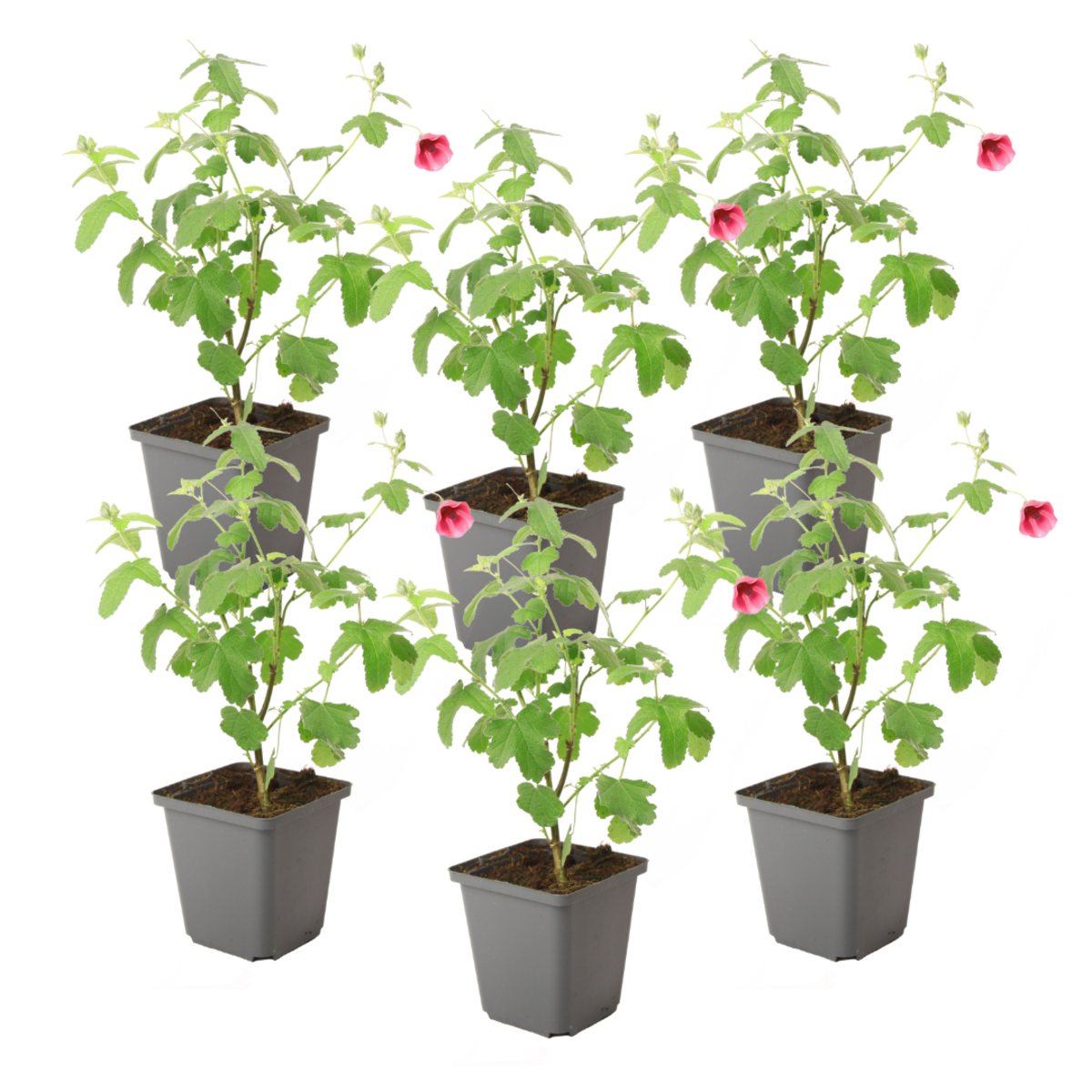 PLANT IN A BOX Mauve du Cap - Set de 6 - Anisodontea capensis 'El Rayo' - H25-40cm - ⌀9cm
