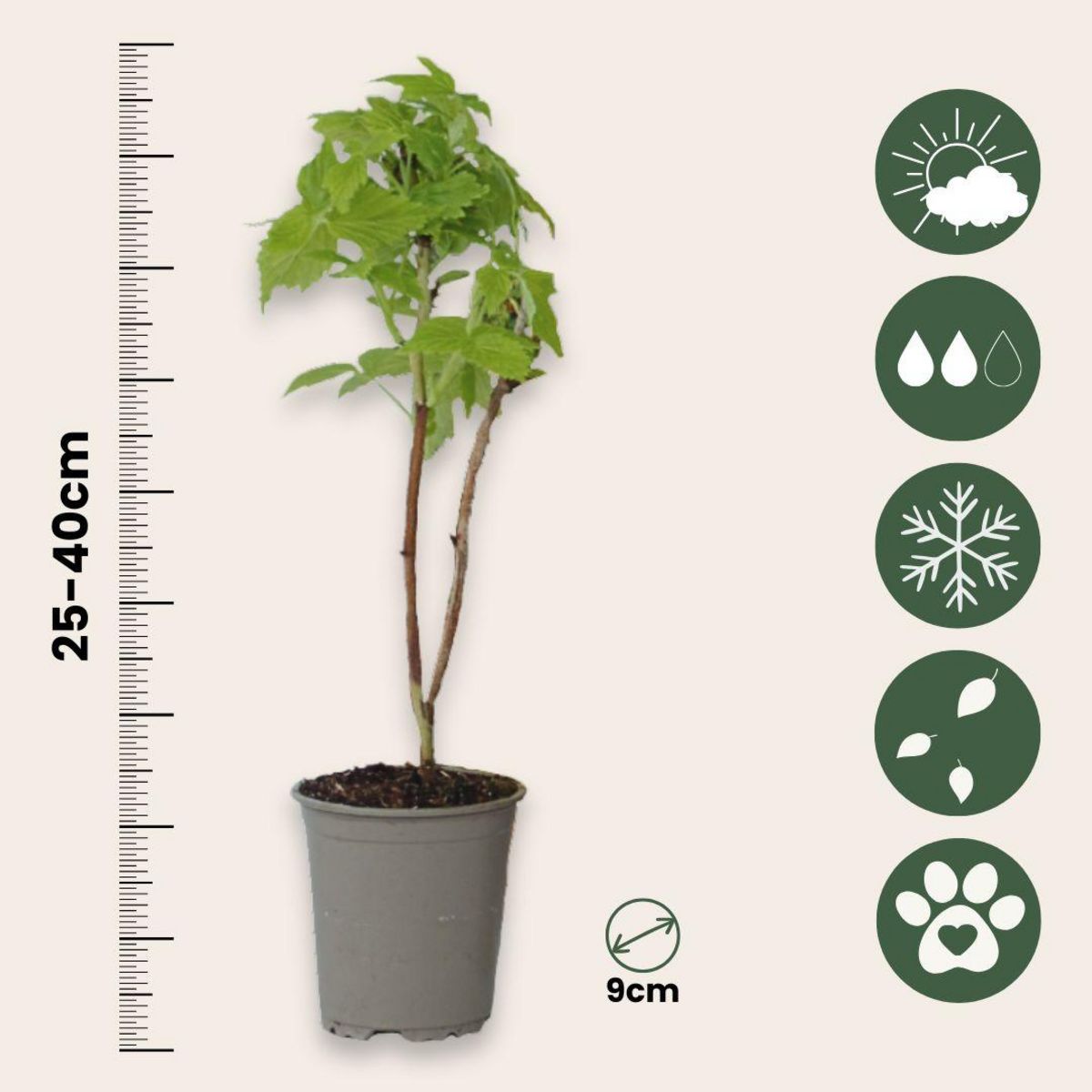 PLANT IN A BOX Framboisier - Set de 3 - Rubus idaeus 'Fallgold' - Hauteur 25-40cm - ⌀9cm