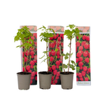PLANT IN A BOX Framboisier - Set de 3 - Rubus ideaus 'Autumn Bliss' - Hauteur 25-40cm - ⌀9cm