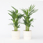Voir la diapositive 6 : PLANT IN A BOX Palmier areca - Set de 2 - Dypsis lutescens - Hauteur 60-70cm - ⌀17cm