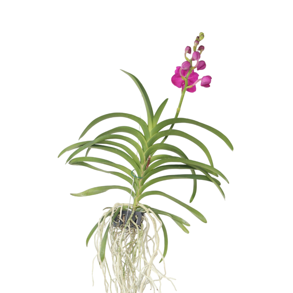 PLANT IN A BOX Orchidée - Vanda 'Pink' - Hauteur 55-65cm