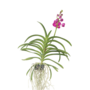Voir la diapositive 1 : PLANT IN A BOX Orchidée - Vanda 'Pink' - Hauteur 55-65cm