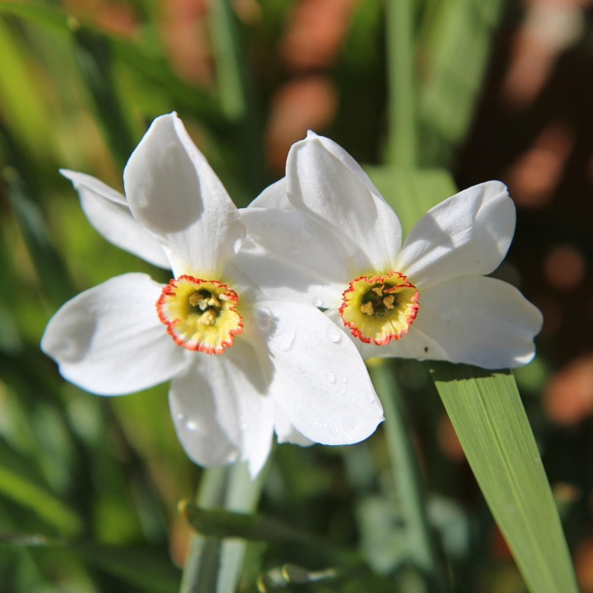 PLANT IN A BOX Narcisse - Set de 30 - Narcissus 'Recurvus' - Bulbes à fleurs - Blanc