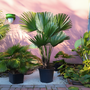 Voir la diapositive 5 : PLANT IN A BOX Palmier nain - Chamaerops 'Vulcano' - Hauteur 45-55cm - ⌀24cm