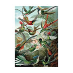 Piatnik Puzzle 1000 pièces Piatnik Haeckel Colibris